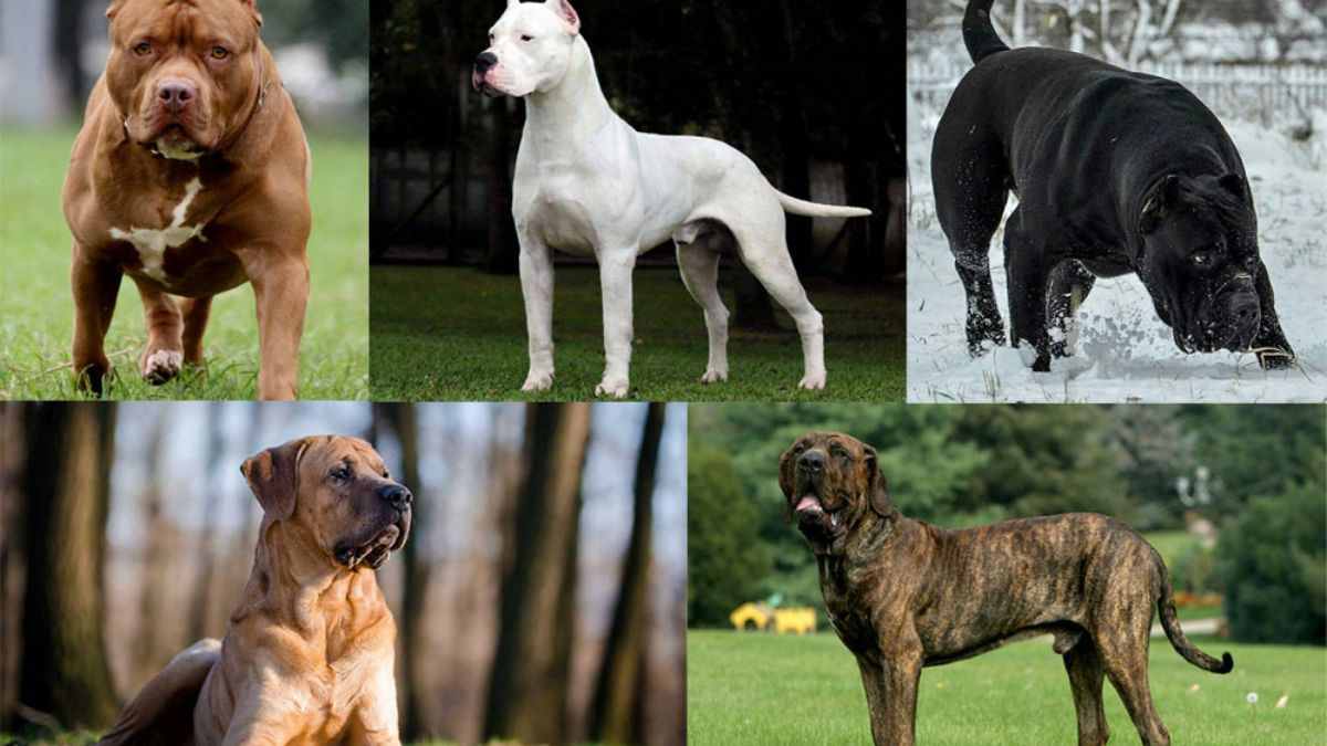 is pitbull dog banned in india? 2