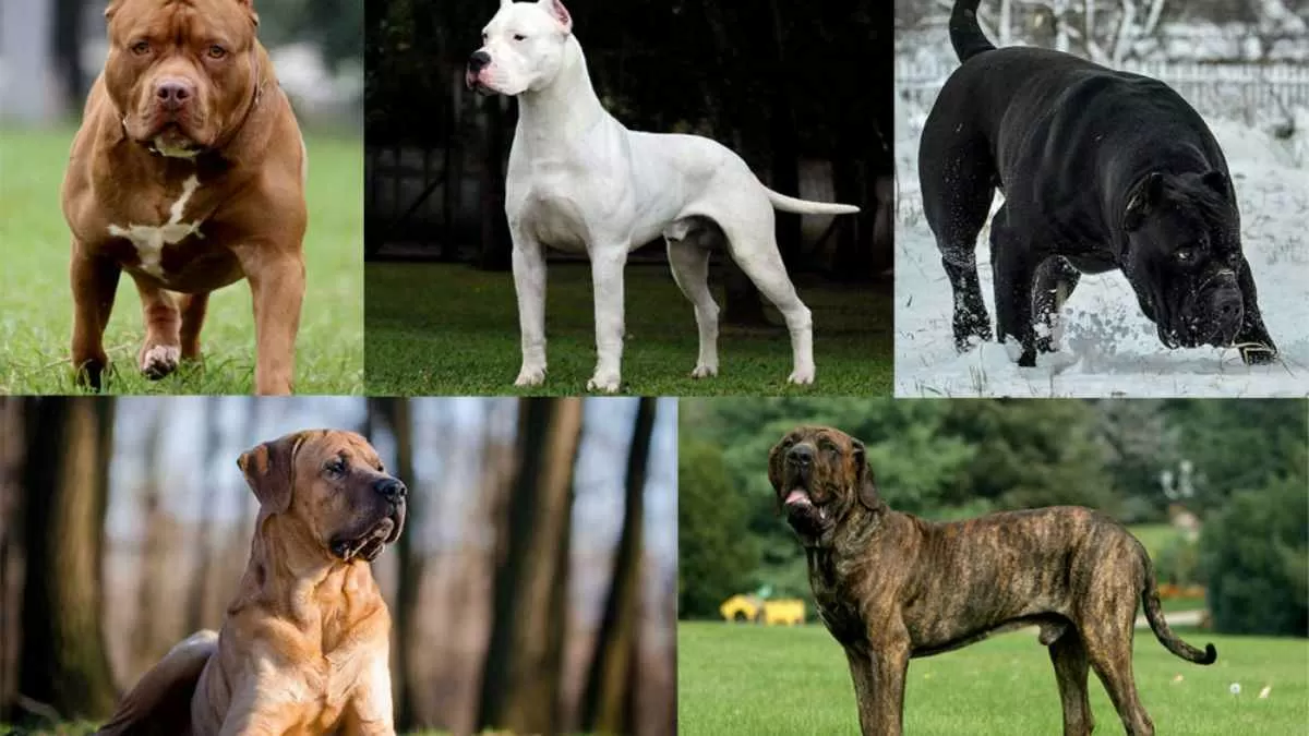 List of all the dogs in hot sale the world