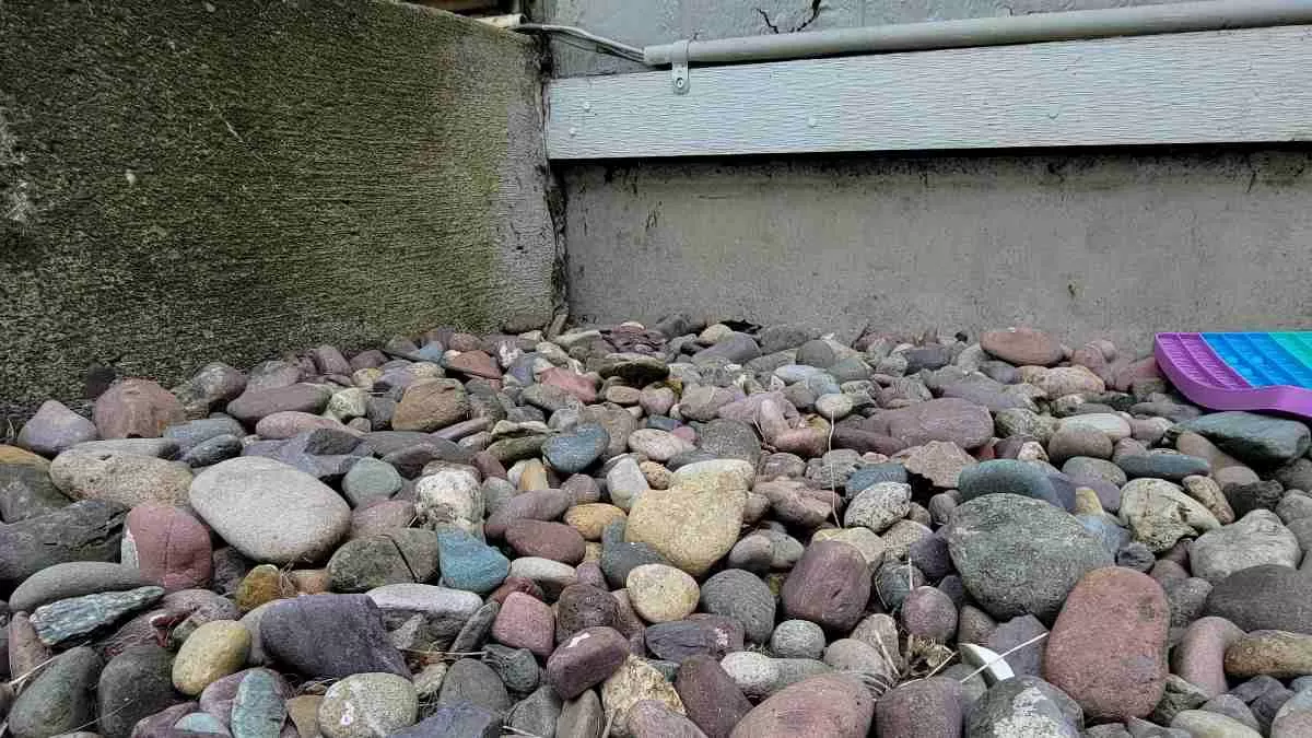 Optical Illusion Hidden Frog