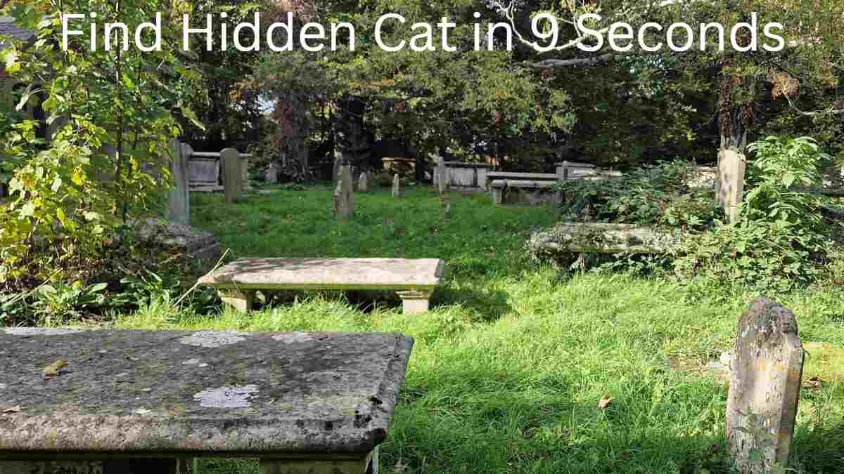 Optical Illusion Can You Spot The Hidden Cat In 9 Seconds