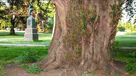 Consider your eyesight powerful if you find the hidden squirrel in this optical illusion image! 