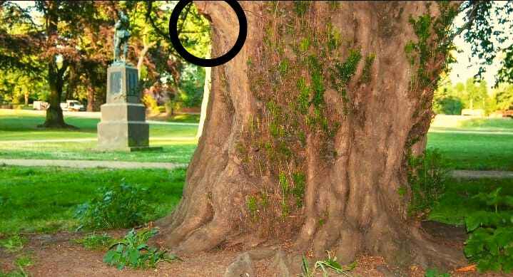 Consider your eyesight powerful if you find the hidden squirrel in this ...