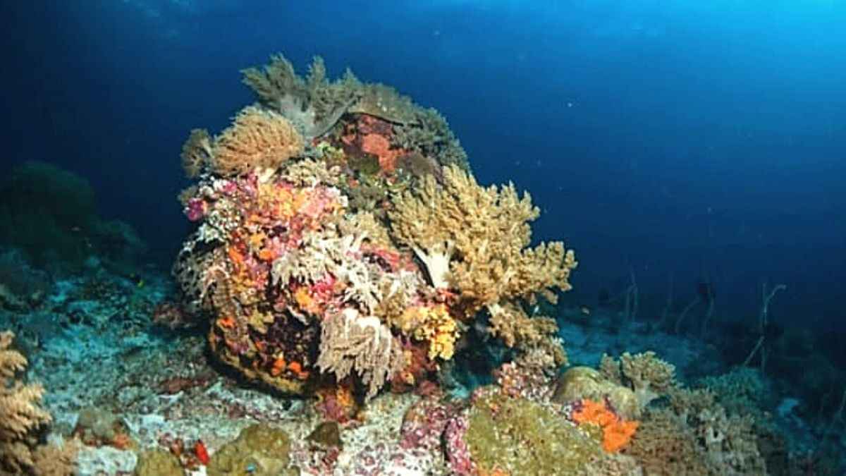 Seahorses are indeed mesmerizing! Find the hidden one in this optical illusion image!