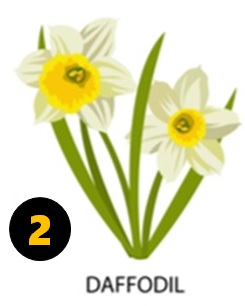 Daffodil Flower Personality Type