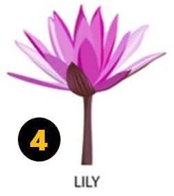 Lily Flower Personality Type