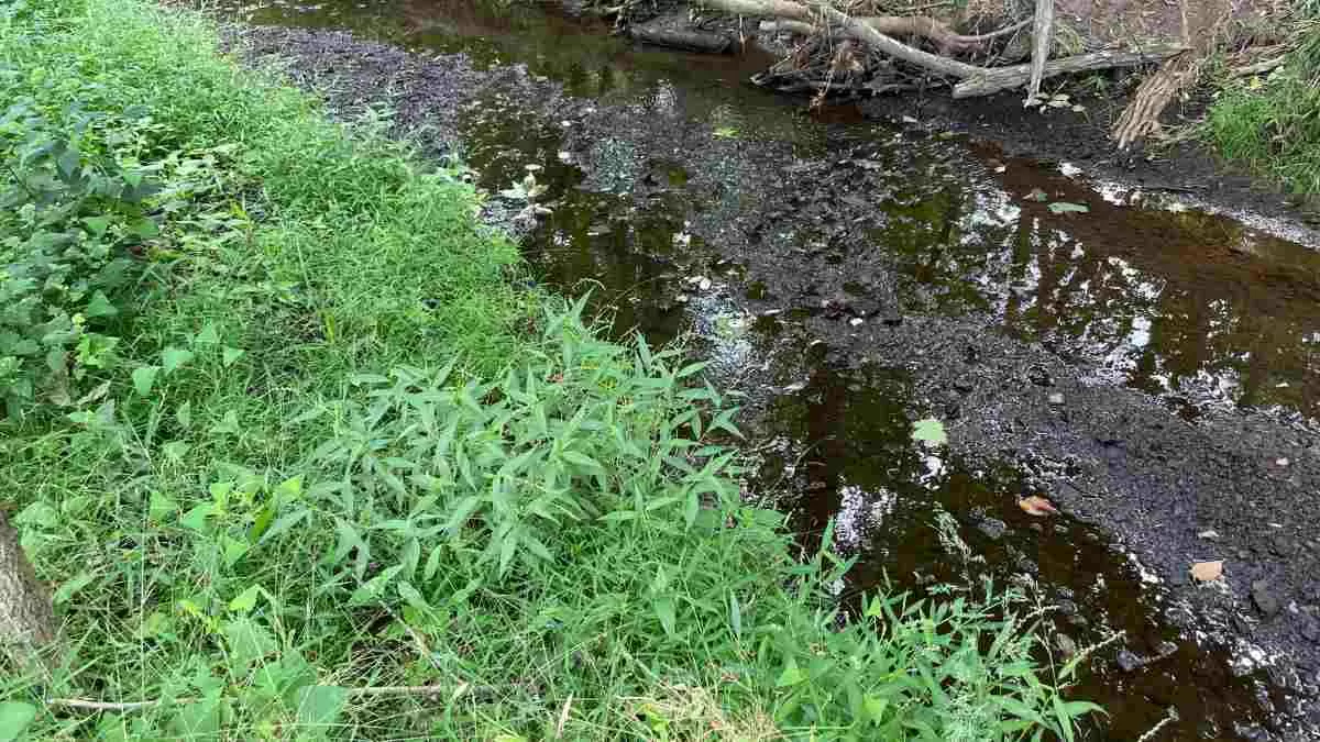 Find the Hidden Frog in 17 Seconds
