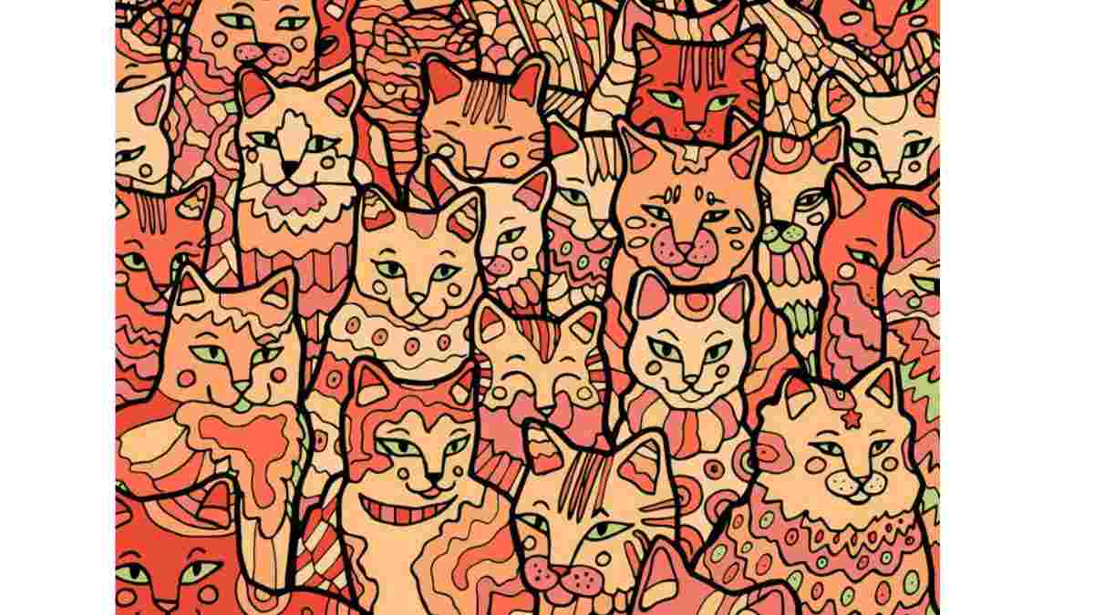 brain-teaser-can-you-spot-the-hidden-star-in-this-dramatic-picture-of-cats