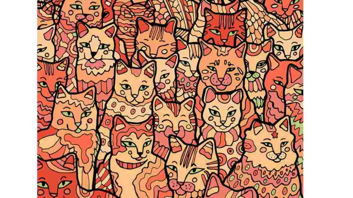 Can you spot the star between cats?