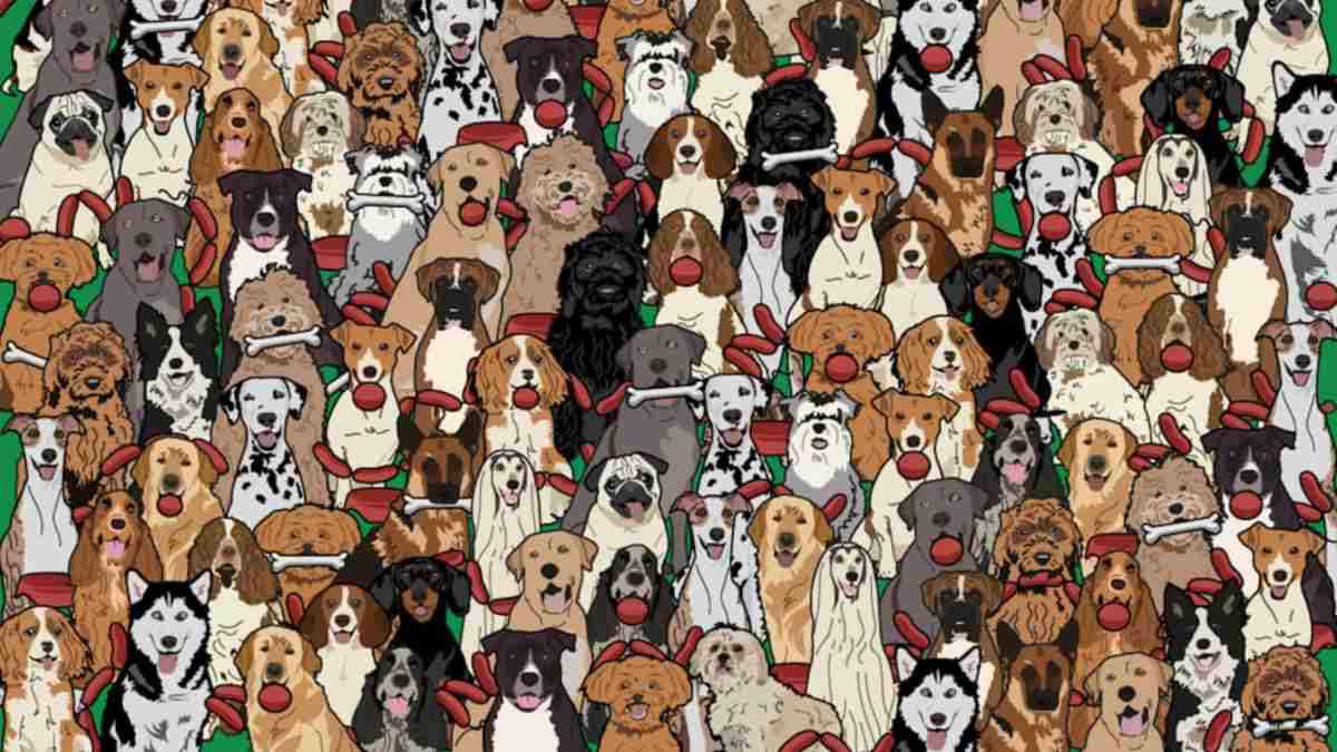 Brain Teaser: Can You Spot The Dog Who Stole The Sausage In 6 Seconds?