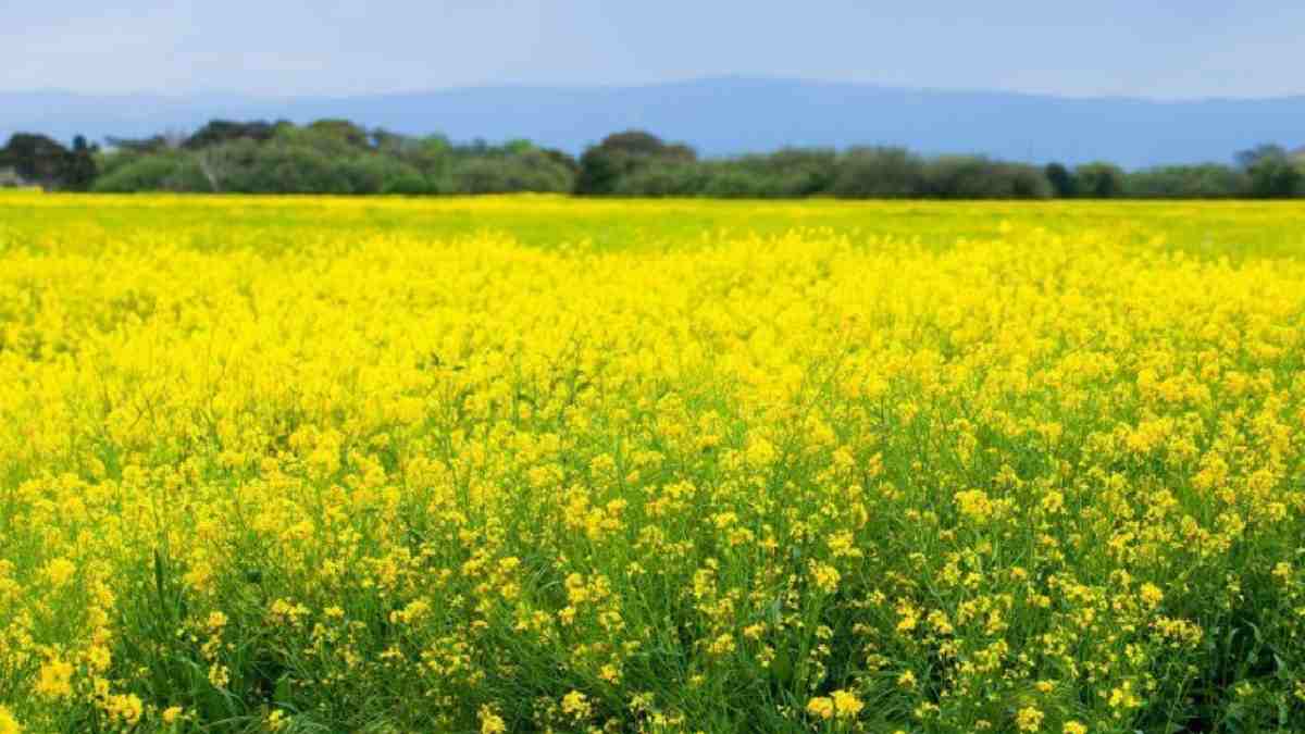 Gene modified mustard in India