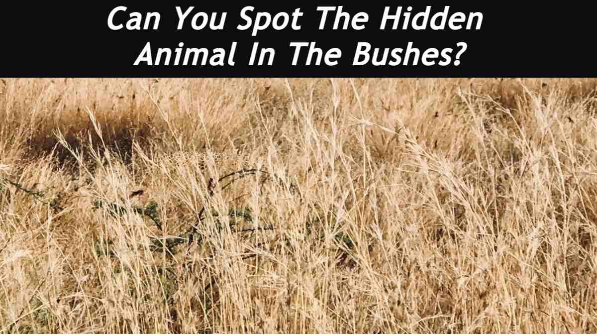 Optical Illusion: Find The Hidden Animal