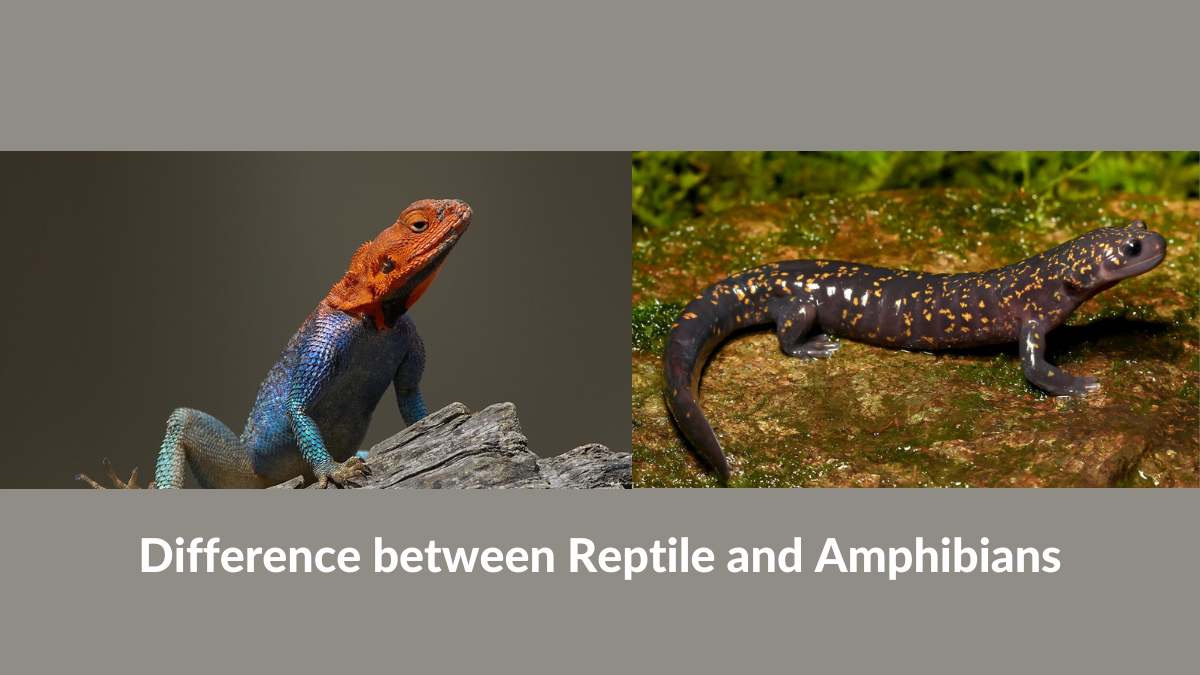 Difference Between Reptiles and Amphibians
