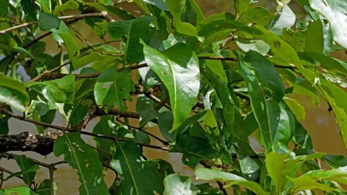 Find Hidden Frog Optical Illusion