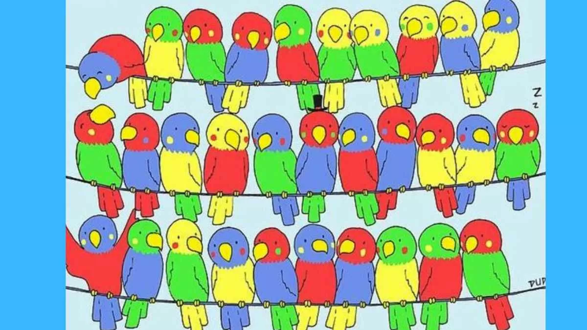 Spot the bird without any matching pair