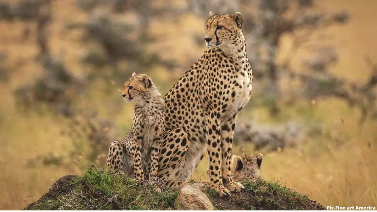  चीता पुनर्वास कार्यक्रम