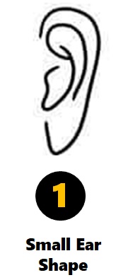 Small Ear Shape Personality Traits