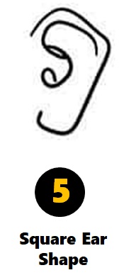 Square Ear Shape Personality Traits