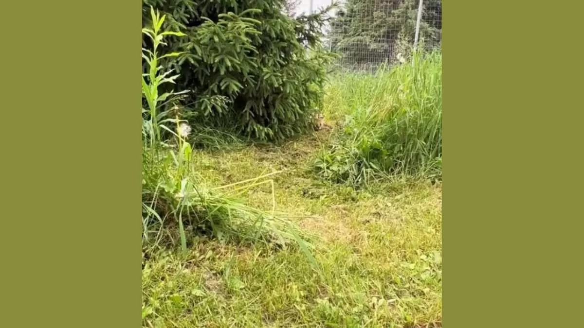Hidden Tiger In Grass Illusion