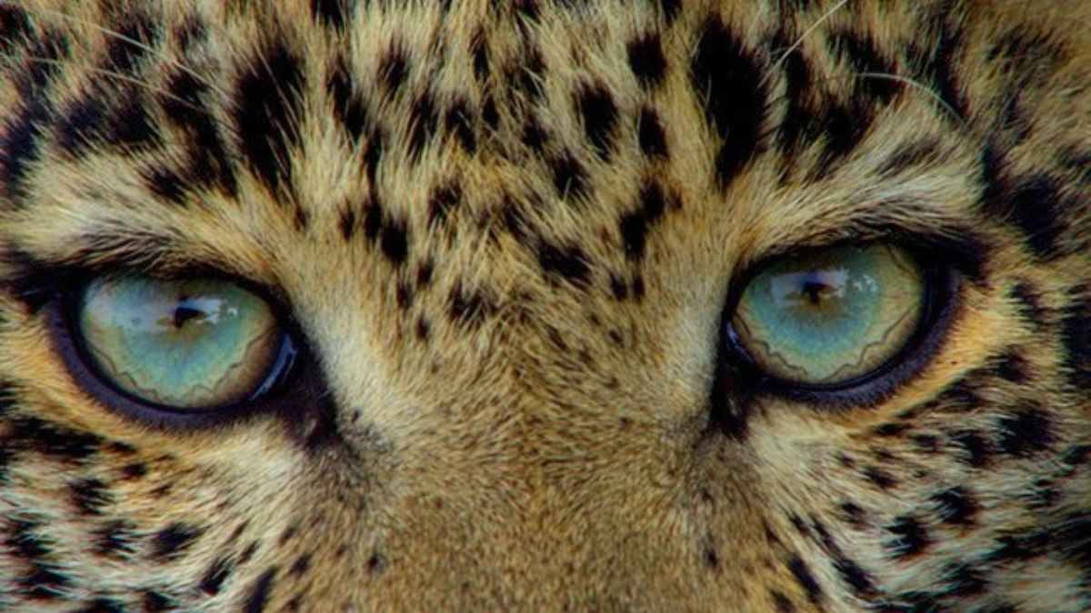 The 7 Big Cats explained