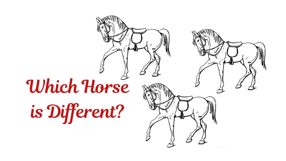 Can you spot which horse is different in 15 seconds?