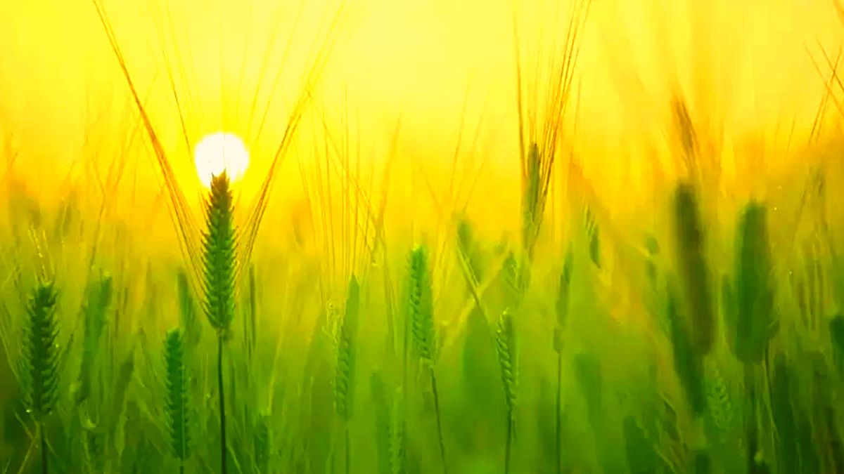 Optical Illusion: Can You Spot the Hidden Grasshopper in 9 Seconds?