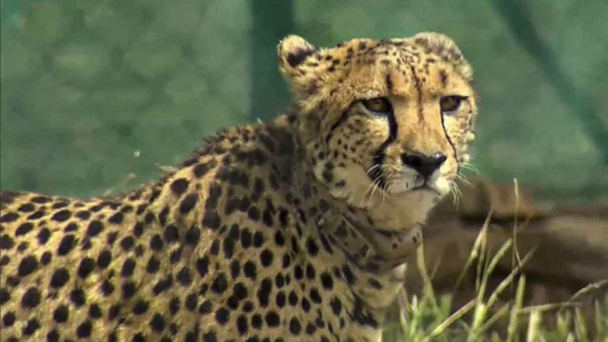 Cheetah vs Tiger vs Lion vs Leopard: What makes them different