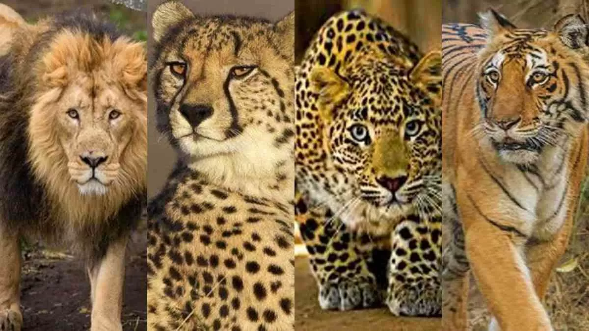 Leopard vs Cheetah: What's The Difference?