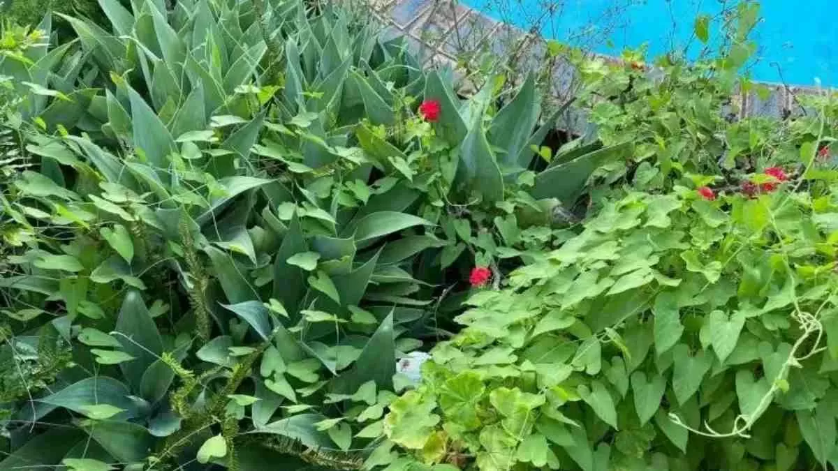 Find Hidden Snake Optical Illusion