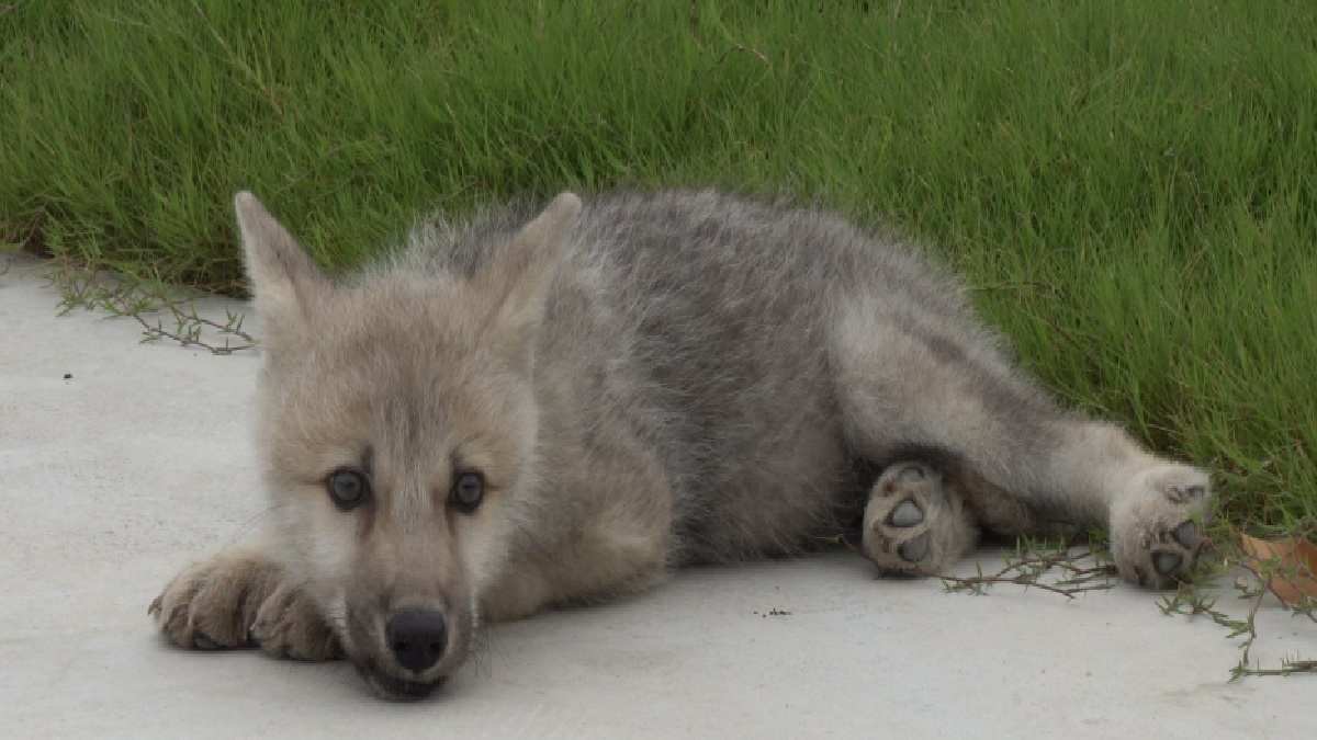 China created the world's first cloned wild arctic wolf 'Maya'