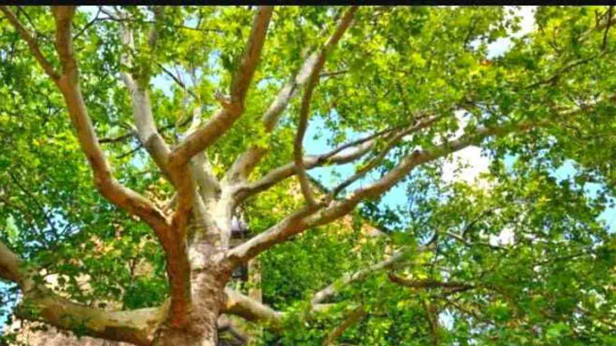 Oh Tiny Squirrel, Where Are You? Find The Hidden Squirrel In Just 10 Seconds