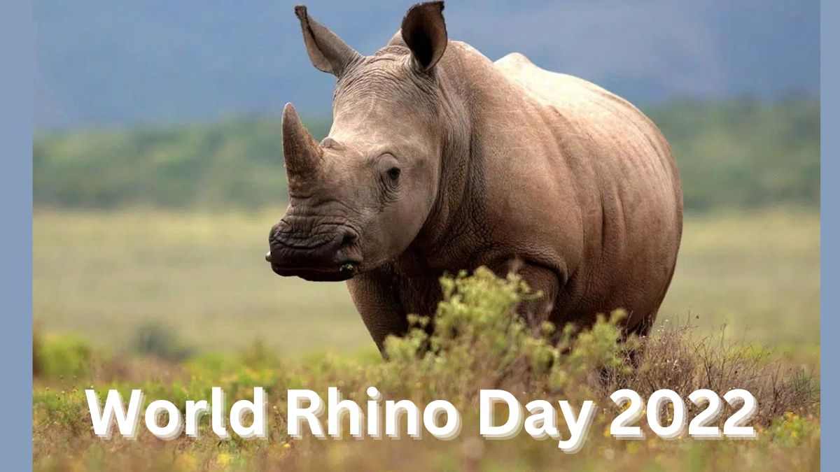 World Rhino Day 2022: History Significance, Theme and interesting facts about large mammal