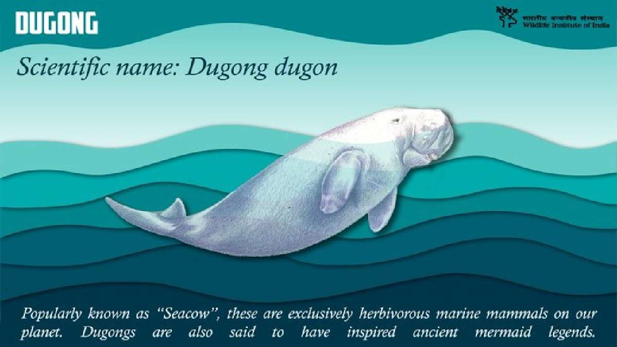 Tamil Nadu notifies the nation first Dugong Conservation Reserve