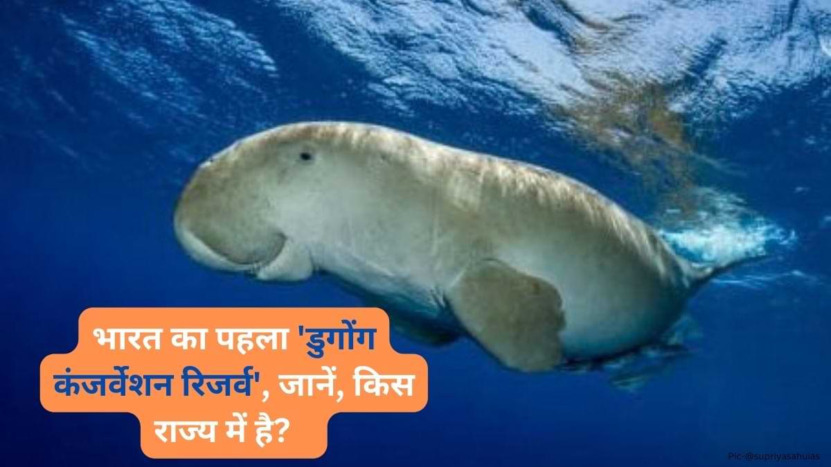 India's first Dugong Conservation Reserve: भारत का पहला 'डुगोंग कंजर्वेशन रिजर्व', जानें, किस राज्य में है? 