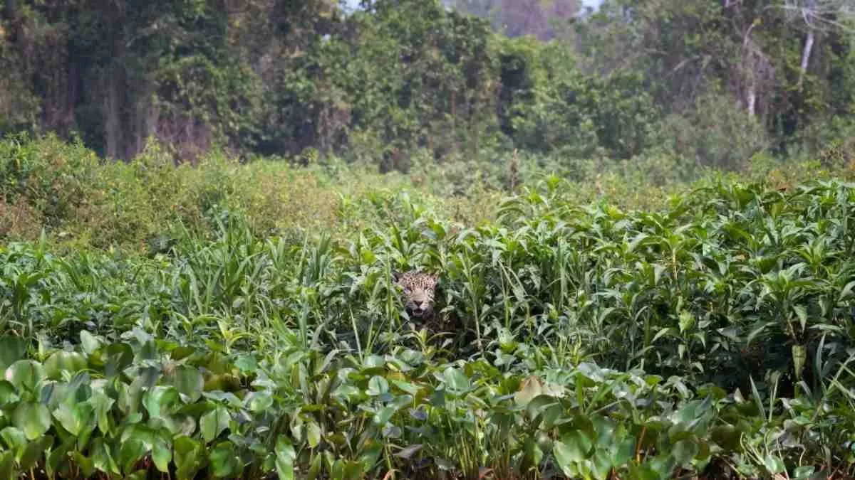 Find Hidden Jaguar Optical Illusion