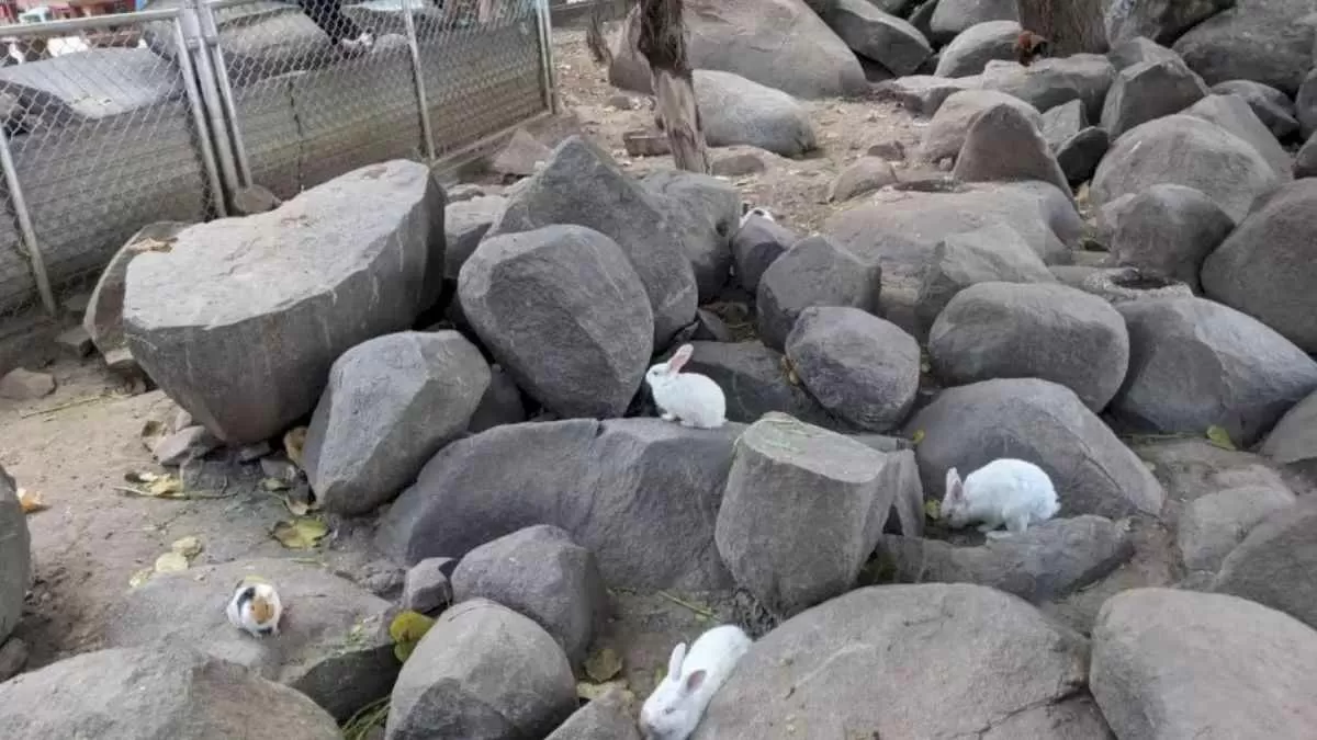 Find Hidden Pig Optical Illusion