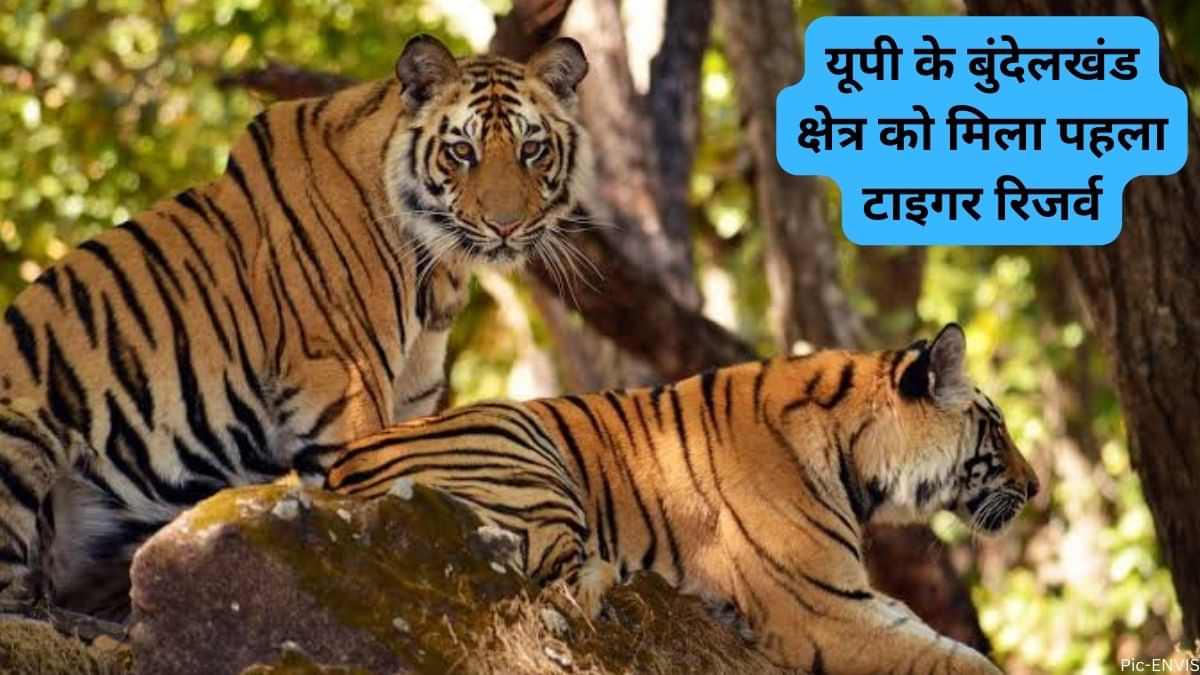 First tiger reserve in Bundelkhand: यूपी के बुंदेलखंड क्षेत्र को मिला पहला टाइगर रिजर्व, जानें इसके बारे में