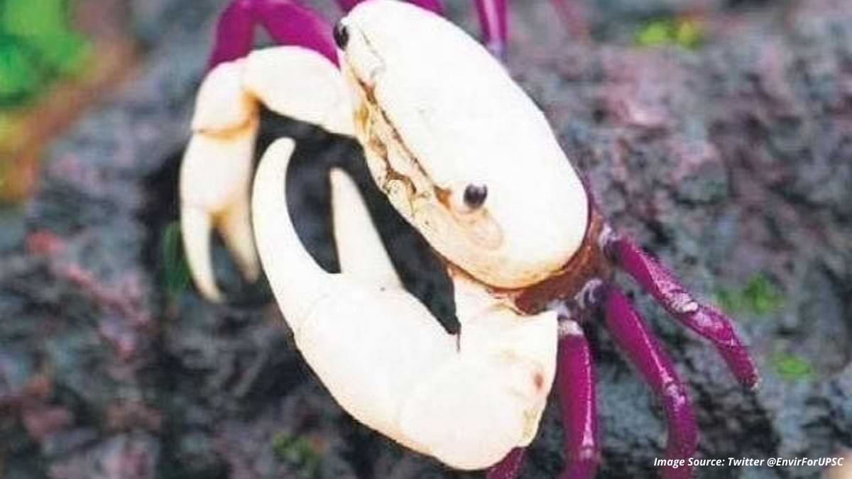 Ghatiana Dwivarna - New Crab Species discovered in Uttara Kannada