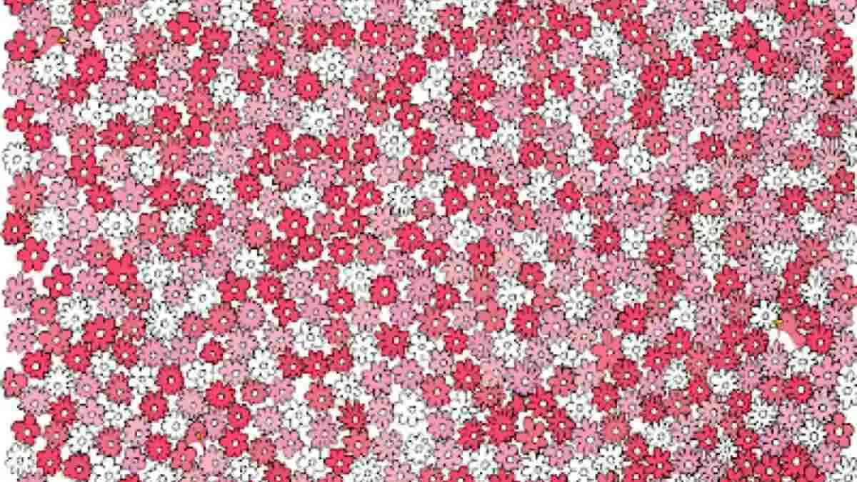 Five Hidden Stars Optical Illusion