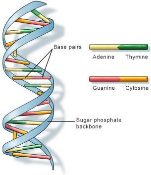 5 Questions about DNA That Needs to be Answered