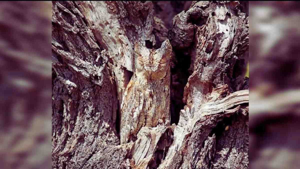 Optical Illusion: Finding the hidden owl in the image is super easy. Can you find it?