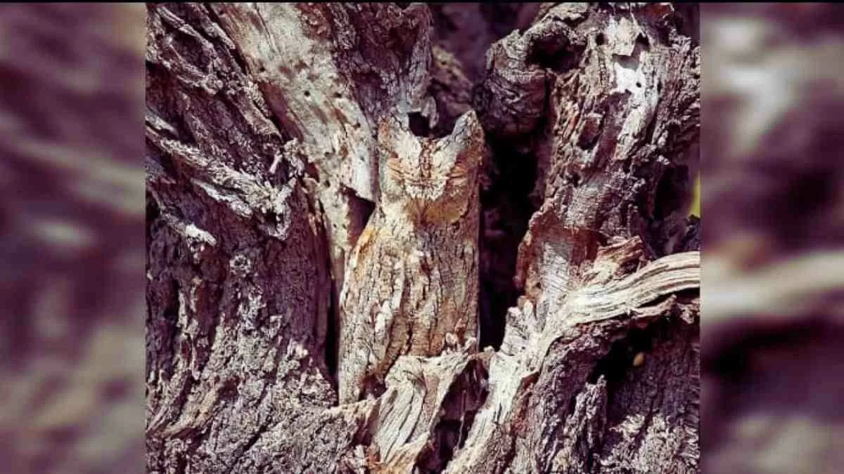Find the hidden owl in not more than 5 seconds!