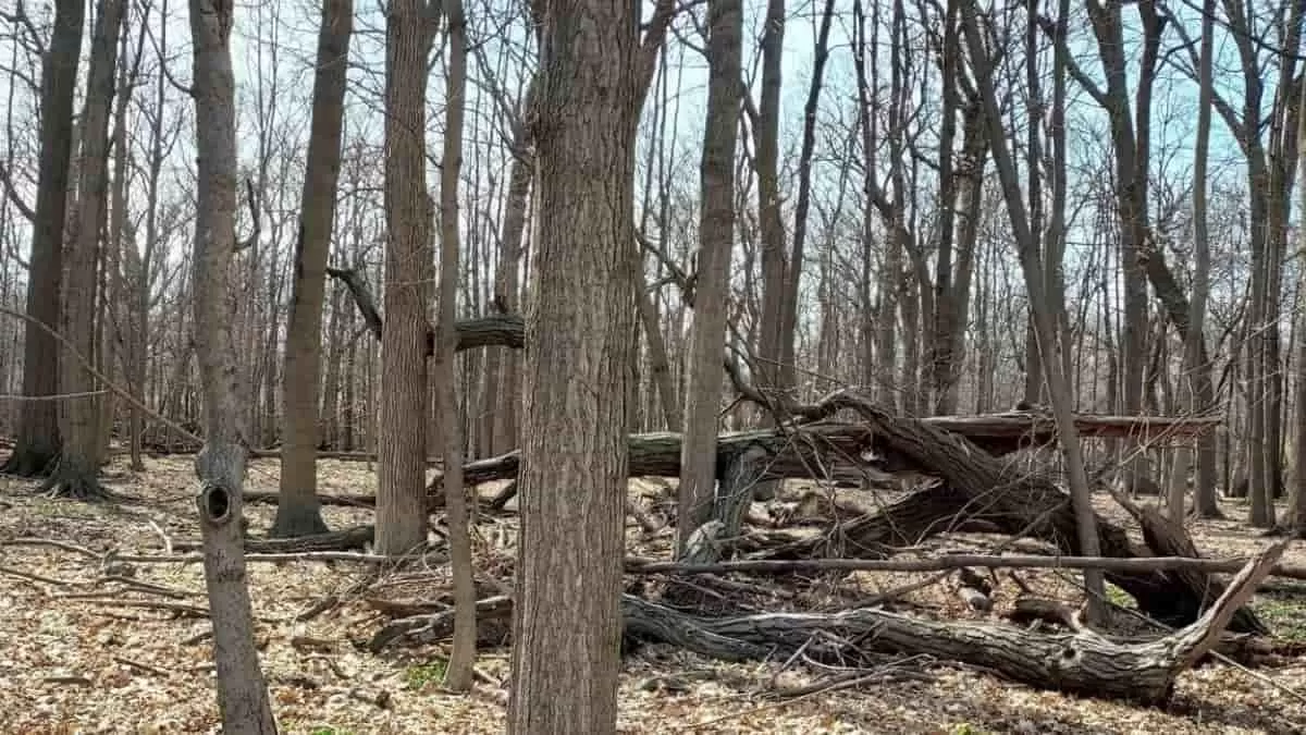 Find Kitten in the Forest in 7 Seconds