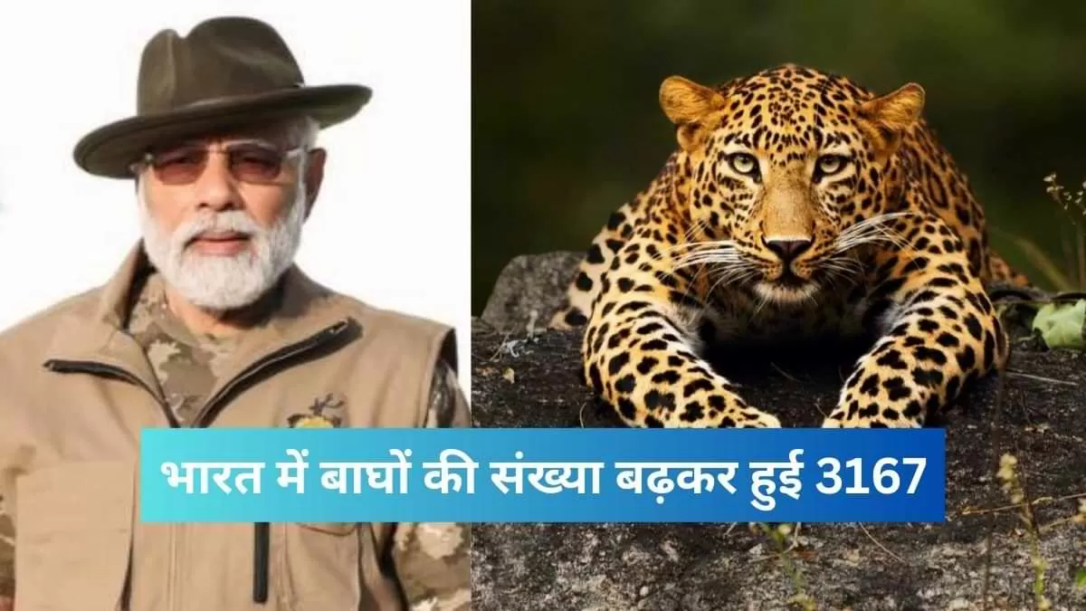 भारत में बाघों की संख्या बढ़कर हुई 3167