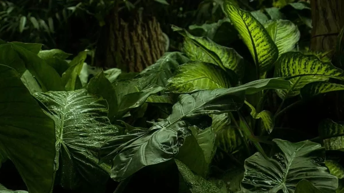 Find Grasshopper in 5 Seconds