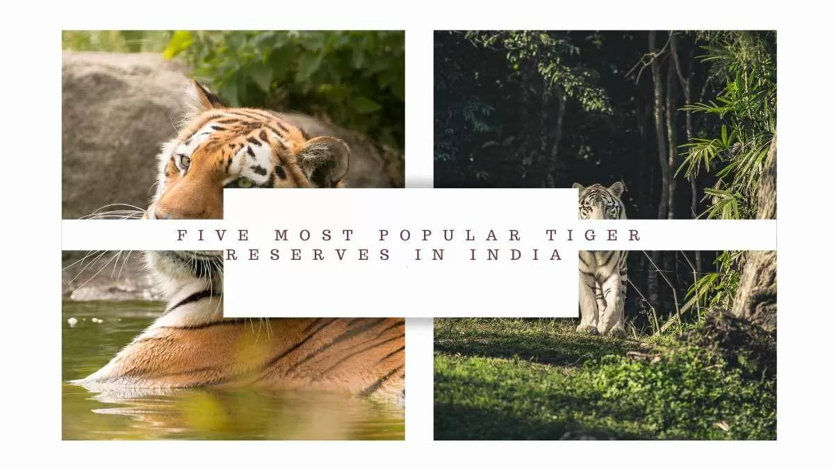 List Of Five Most Popular Tiger Reserves In India