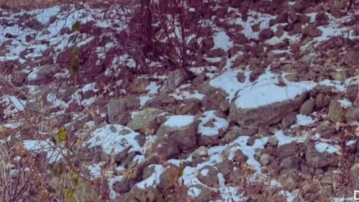 Find the hidden squirrel!