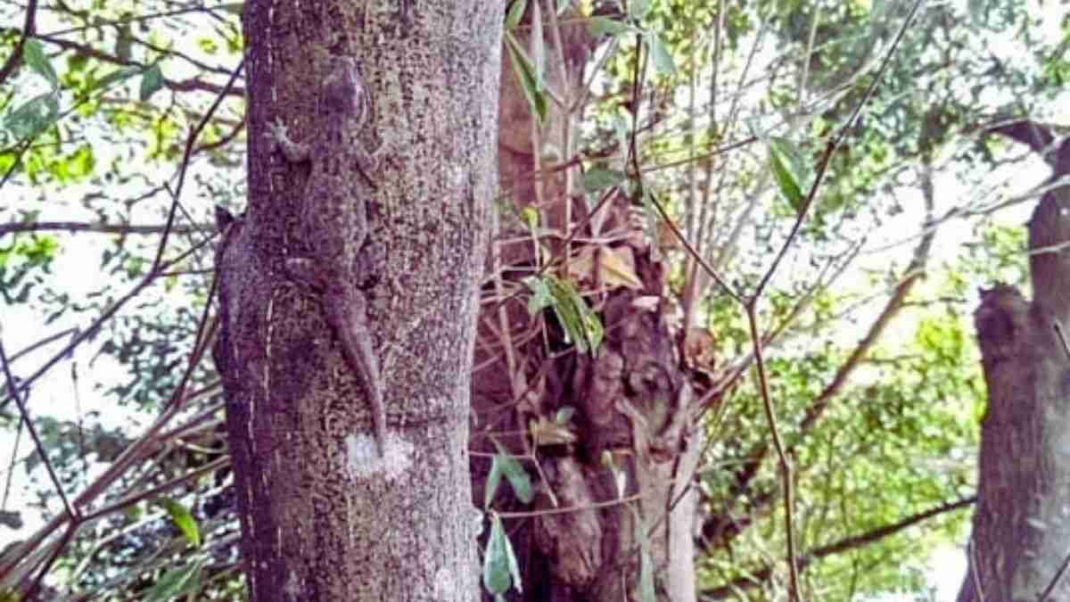 Optical Illusion: Finding the hidden lizard is pretty hard. Can you find it?