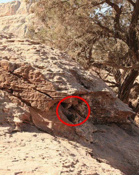 Find The Hidden Cats in 10 Seconds Optical Illusion Answer