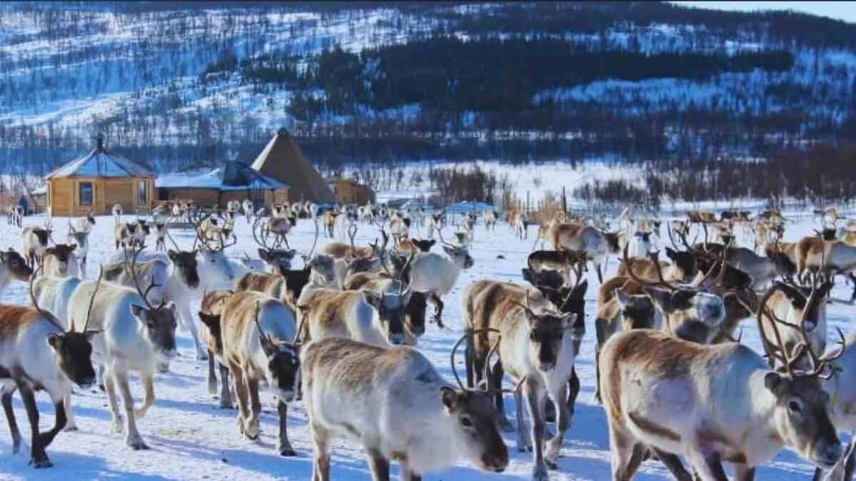 Optical Illusion: The wolf is super stubborn. Can you find the hidden wolf in this reindeer herd?