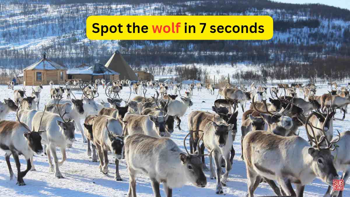 Optical Illusion Challenge: No one can spot the wolf hidden among the ...